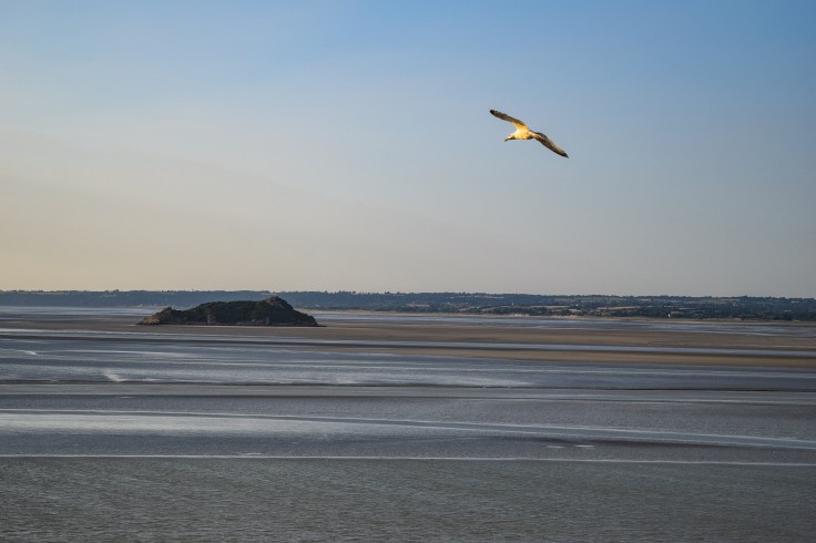 Seagulls flying over the islands and the Bay of Mont Saint Michel during low tide